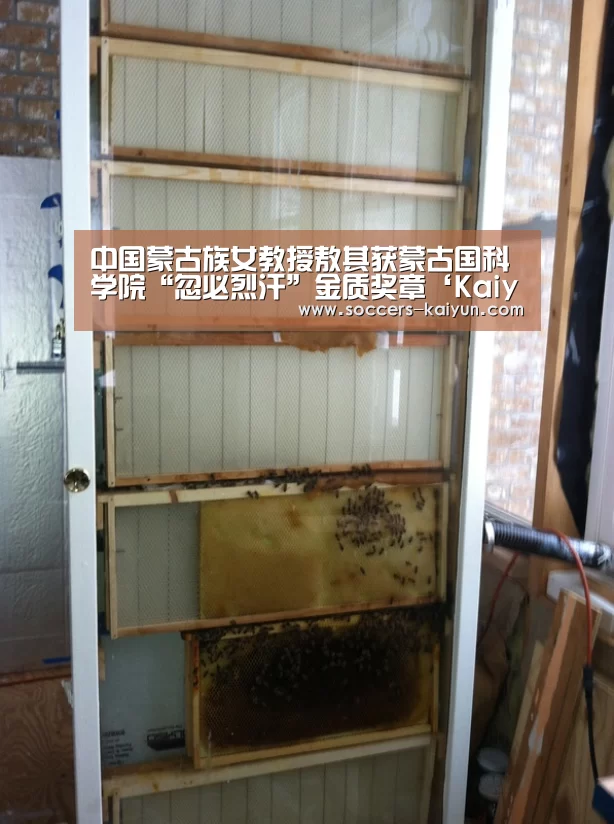 开云